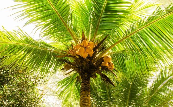 Palmera con frutos Palmera con frutos