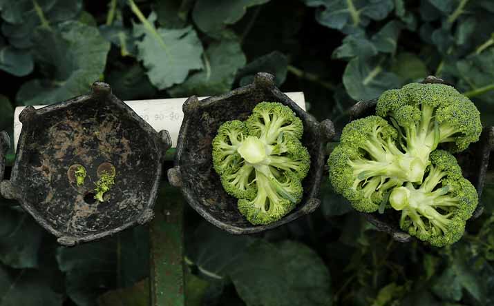 Cosecha de brócoli Cosecha de brócoli