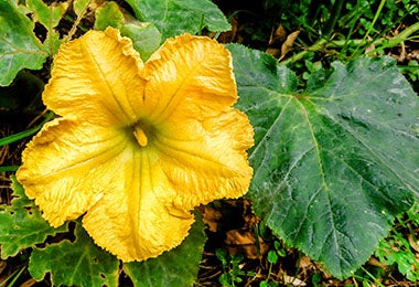 Flor de zapallo italiano Flor de zapallo italiano