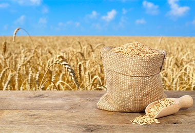 Alimentos con gluten proteína de trigo