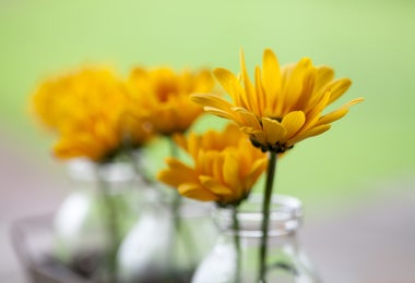  Flores frescas de manzanilla en jarrones pequeños, ideales para decorar y aromatizar recetas culinarias
