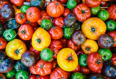 Tomate para la comida criolla chilena
