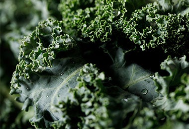 Espicana tipo kale, un supuesto super alimento de dieta