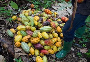 Frutos de cacao