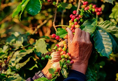 Recolectar granos en planta de café