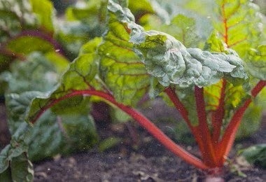 Planta de acelga roja creciendo en un huerto, hojas y tallos coloridos