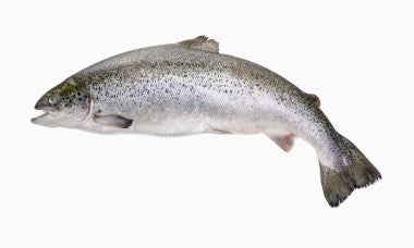 Salmón entero fresco, mostrando variedad y caracteristicas