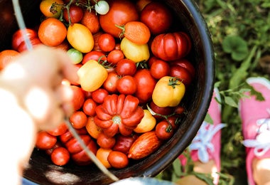 Diferentes tipos y colores de tomates