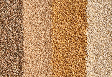 Diferentes variedades de espelta y otros cereales, diversidad de granos integrales