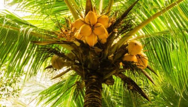 Palmera con frutos 