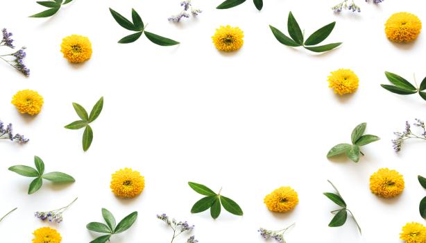 Flores de manzanilla y hojas verdes formando un marco decorativo. Destacar beneficios de la manzanilla en la cocina