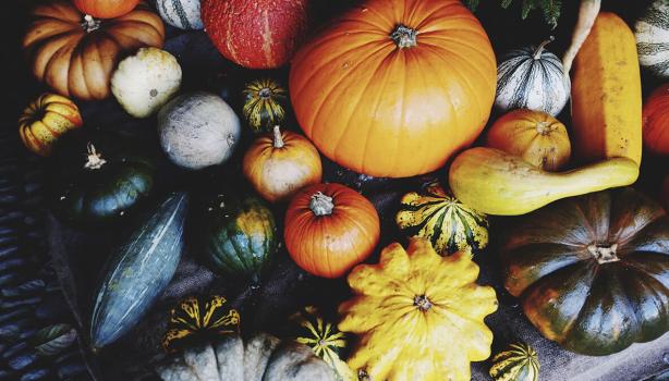Variedad de tipos de calabacita y zapallos en diferentes tamaños y colores