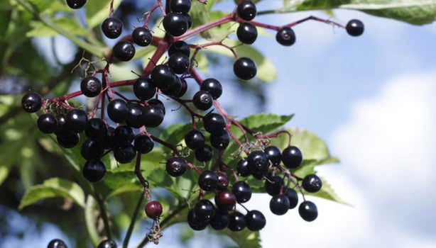 Conoce el maqui fruta autóctona del sur de Chile