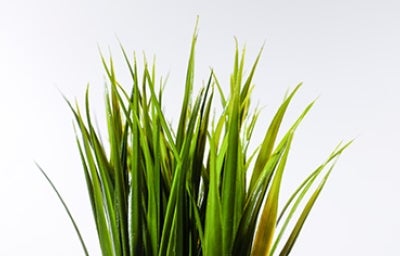 Planta para qué sirve la sábila Planta para qué sirve la sábila