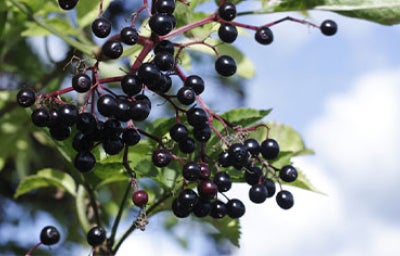 Conoce el maqui fruta autóctona del sur de Chile