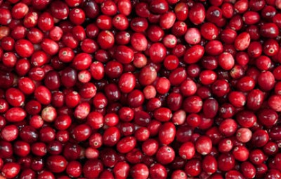Conoce la murtilla una fruta única de chile