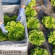 Un tipo de lechuga siendo recogida del campo.