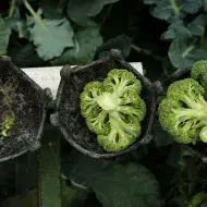 Cosecha de brócoli	