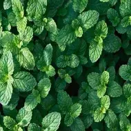 Hojas frescas de hierbas aromáticas 