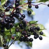 Conoce el maqui fruta autóctona del sur de Chile