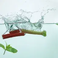 Tallo de nalca chilena en agua