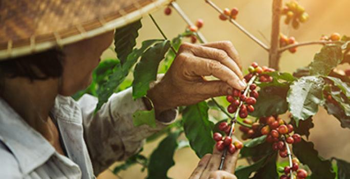 Día internacional del café granos recolectados manualmente Día internacional del café granos recolectados manualmente