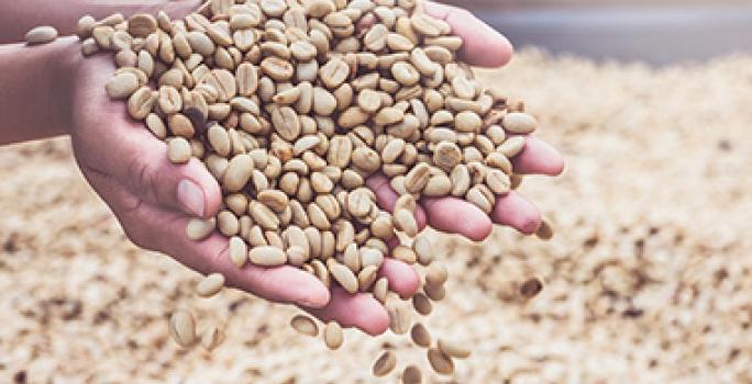 Día internacional del café granos verdes sin tostar Día internacional del café granos verdes sin tostar