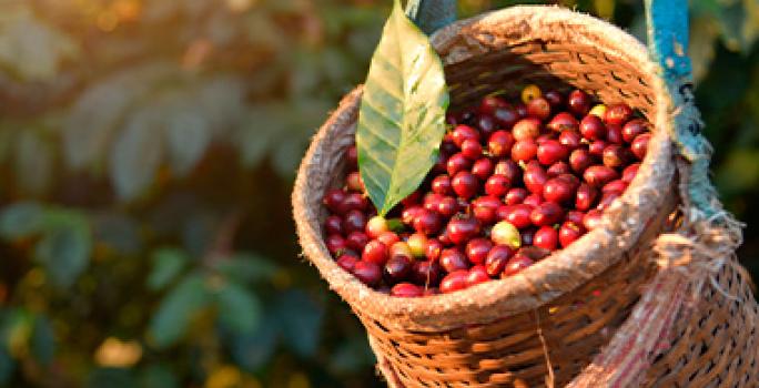 Día internacional del café granos recolectados sin despulpar Día internacional del café granos recolectados sin despulpar