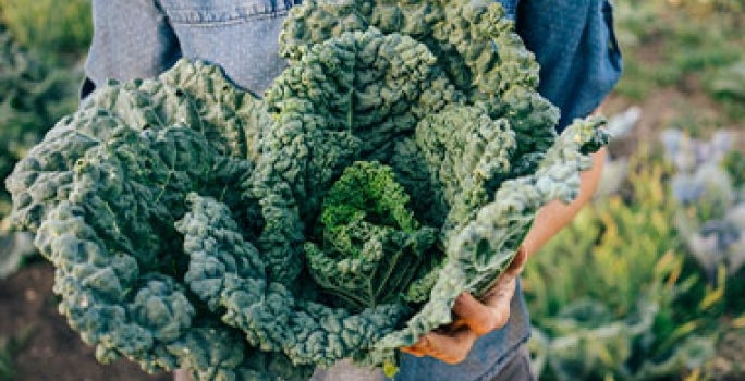 Kale verduras verdes Kale verduras verdes