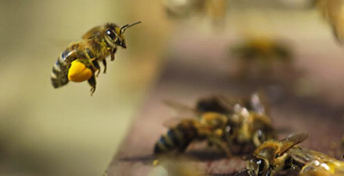 Abejas produciendo miel Abejas produciendo miel