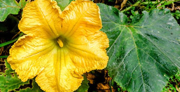 Flor de zapallo italiano Flor de zapallo italiano