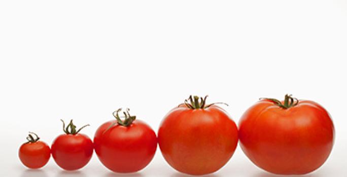 La salsa pomodoro se hace con tomates. Tomates de distintos tamaños para usar en una salsa pomodoro.