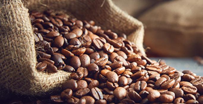 El café árabe es muy popular. Granos de café árabe, un símbolo de la comida de la región.