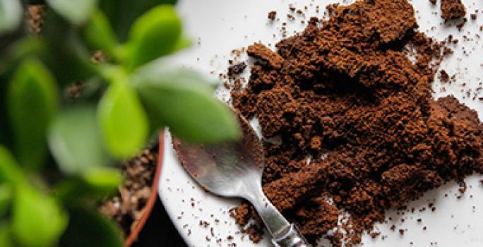 Residuos de café para hacer composta y nutrir plantas Residuos de café para hacer composta y nutrir plantas